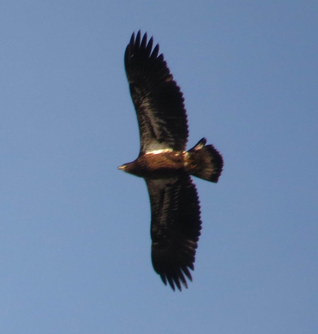 Орлан білоголовий - ML646055306