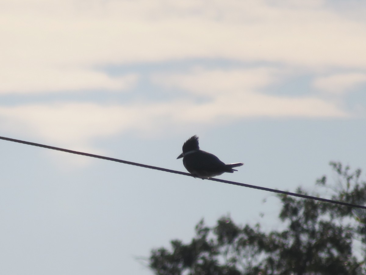 Belted Kingfisher - ML646055309