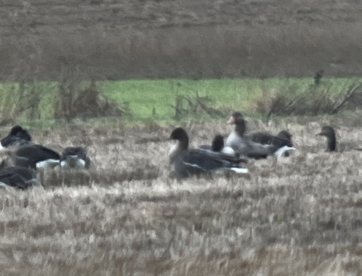 Pink-footed Goose - ML646055311