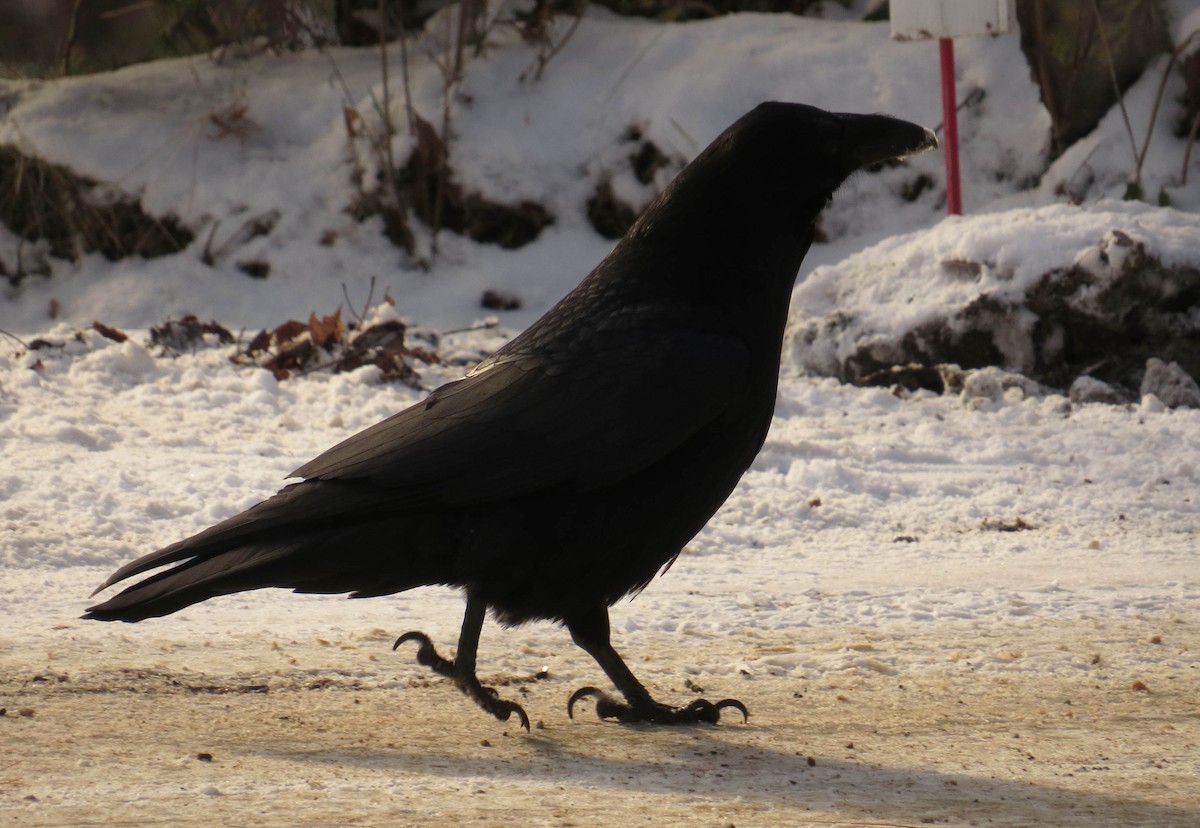 Common Raven - ML646055326