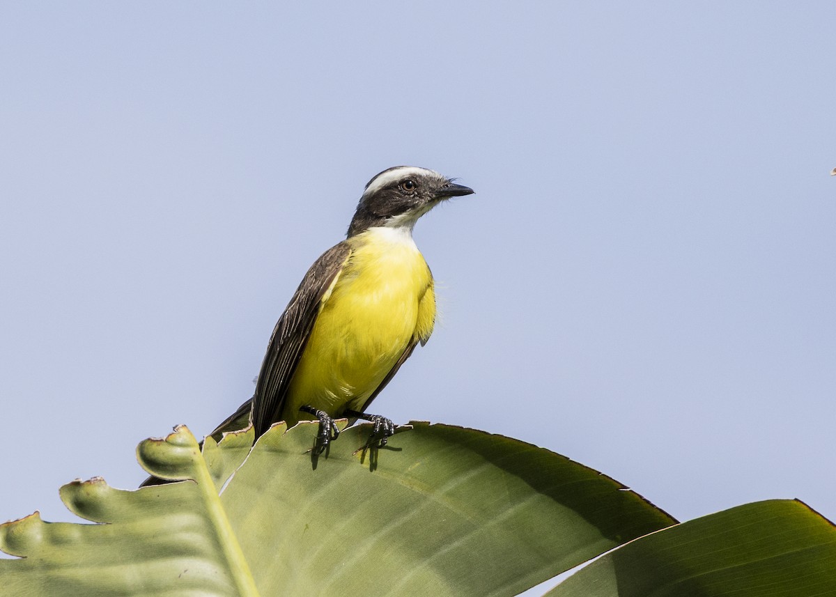 Красношапочный бентеви - ML646055356