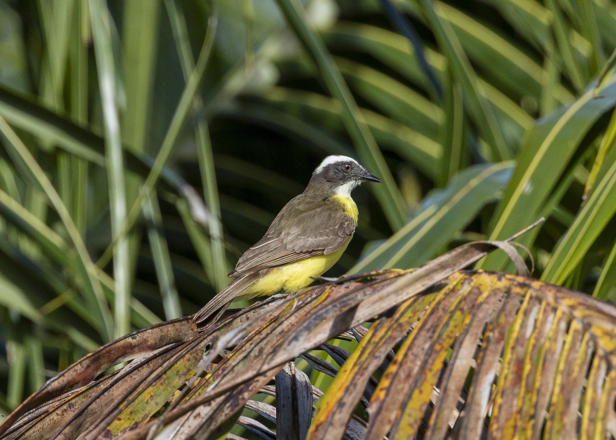 Красношапочный бентеви - ML646055357