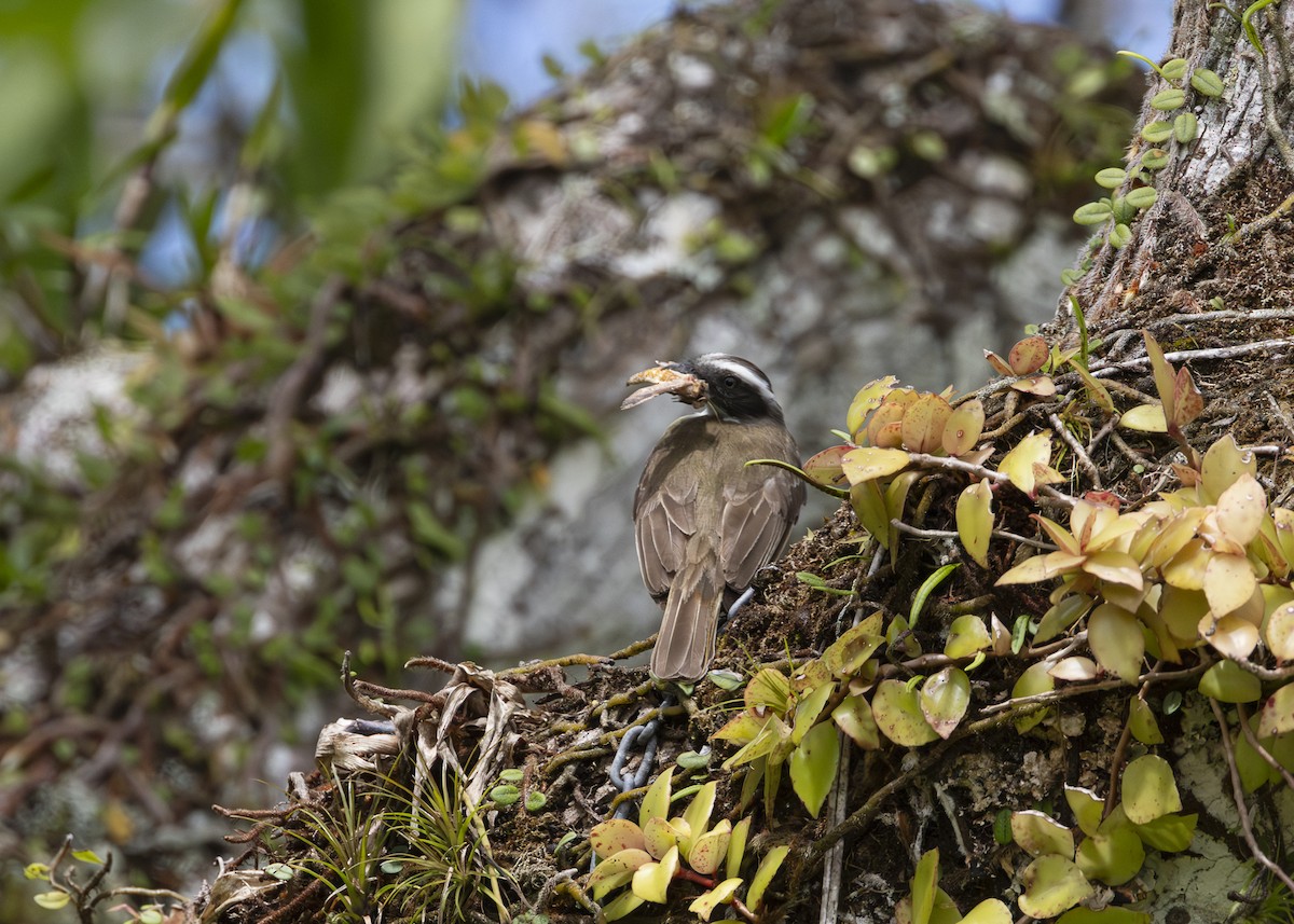 Красношапочный бентеви - ML646055358