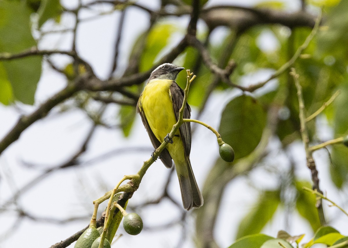 Красношапочный бентеви - ML646055359