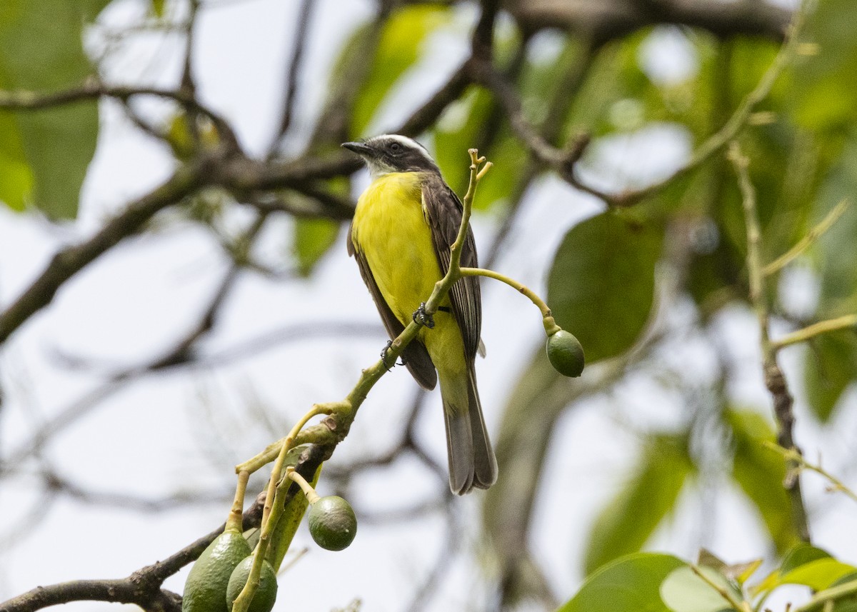 Красношапочный бентеви - ML646055360