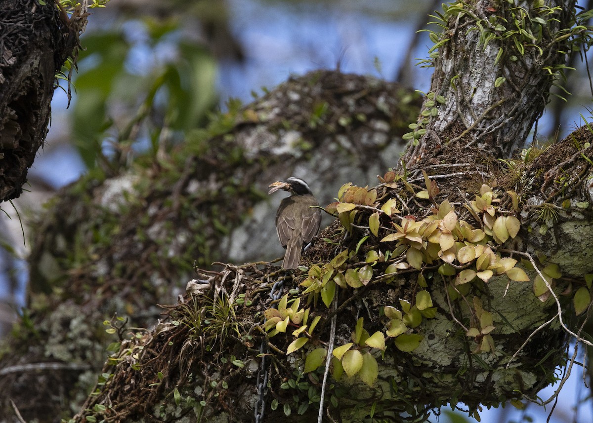 Красношапочный бентеви - ML646055363