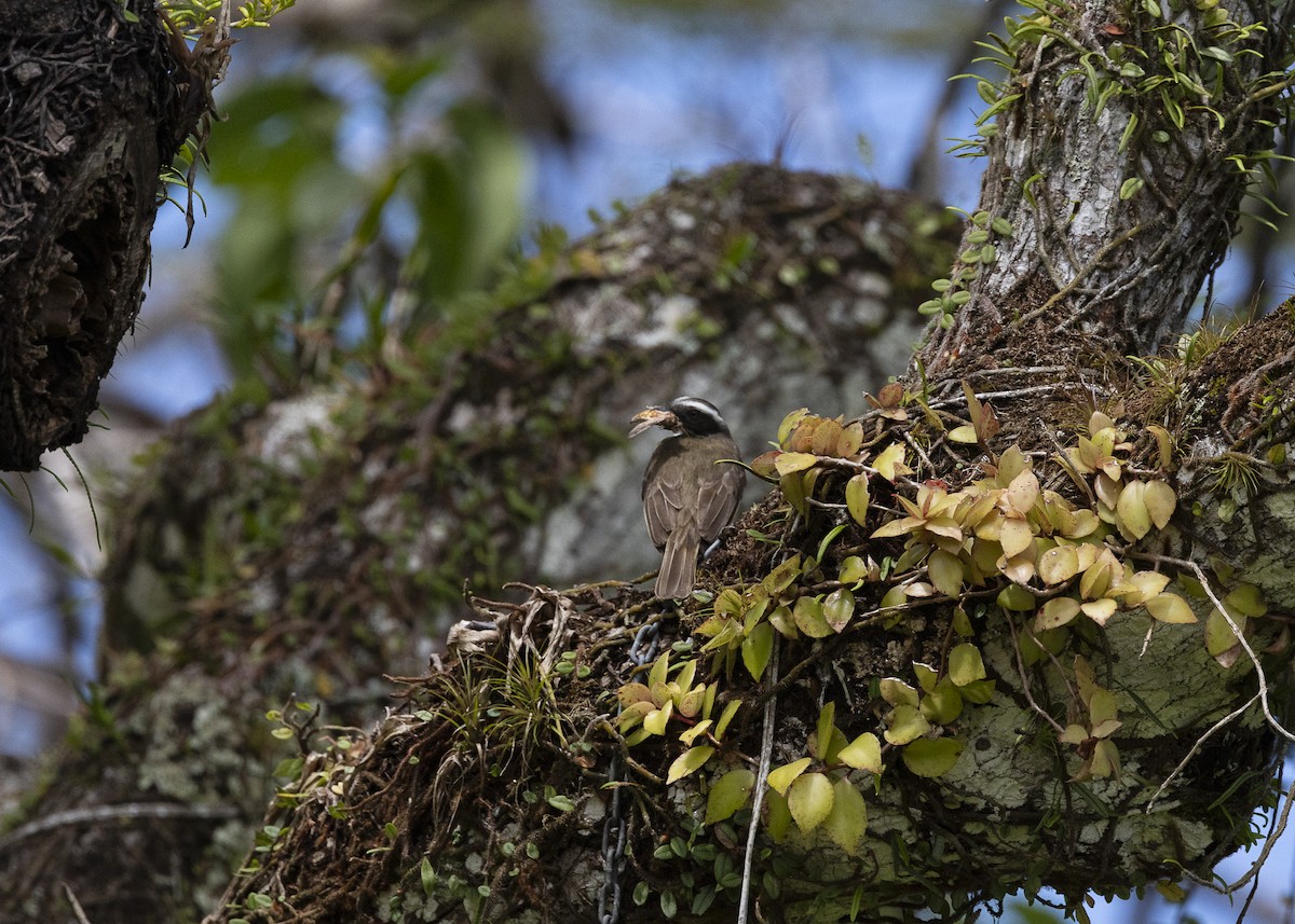 Красношапочный бентеви - ML646055364