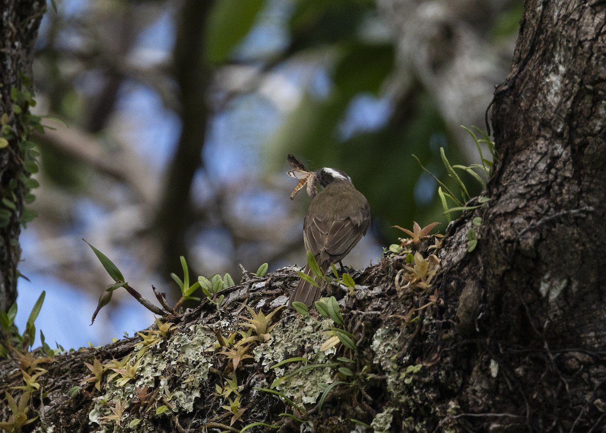 Красношапочный бентеви - ML646055365