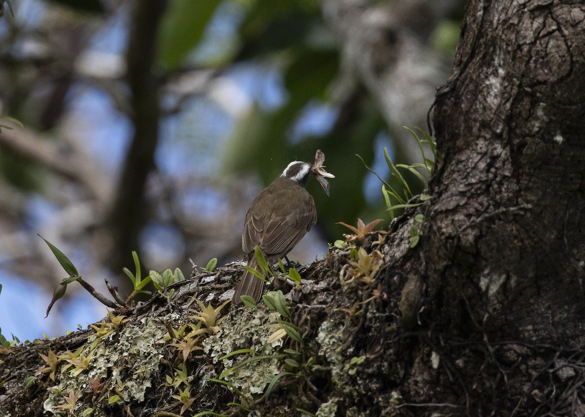 Красношапочный бентеви - ML646055366