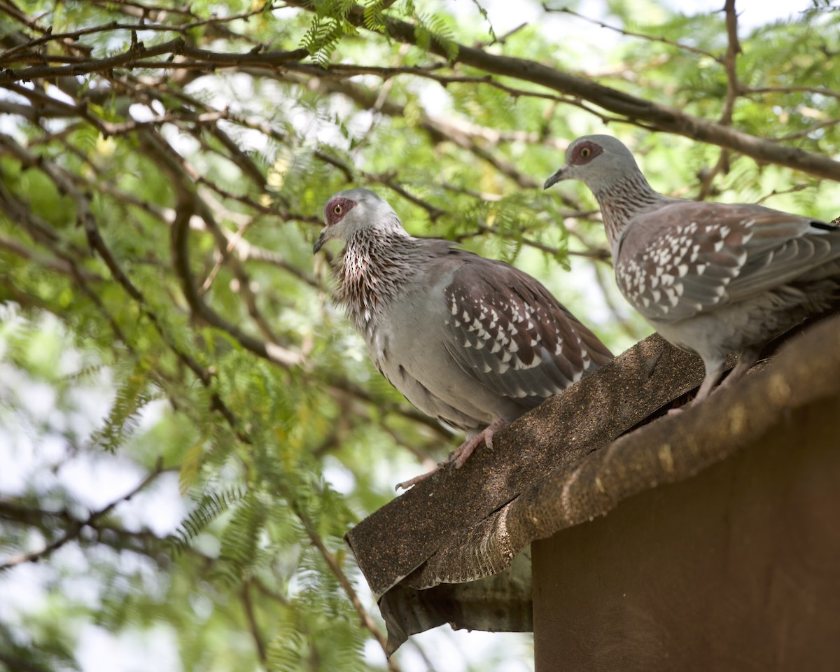 Paloma de Guinea - ML646055368