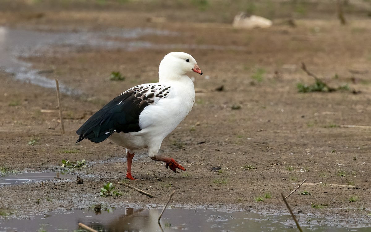 Andean Goose - ML646055372