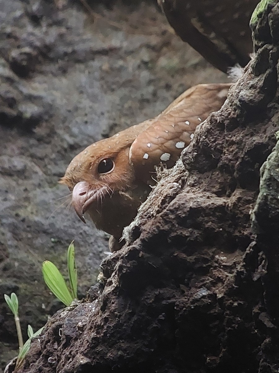 Oilbird - ML646055374