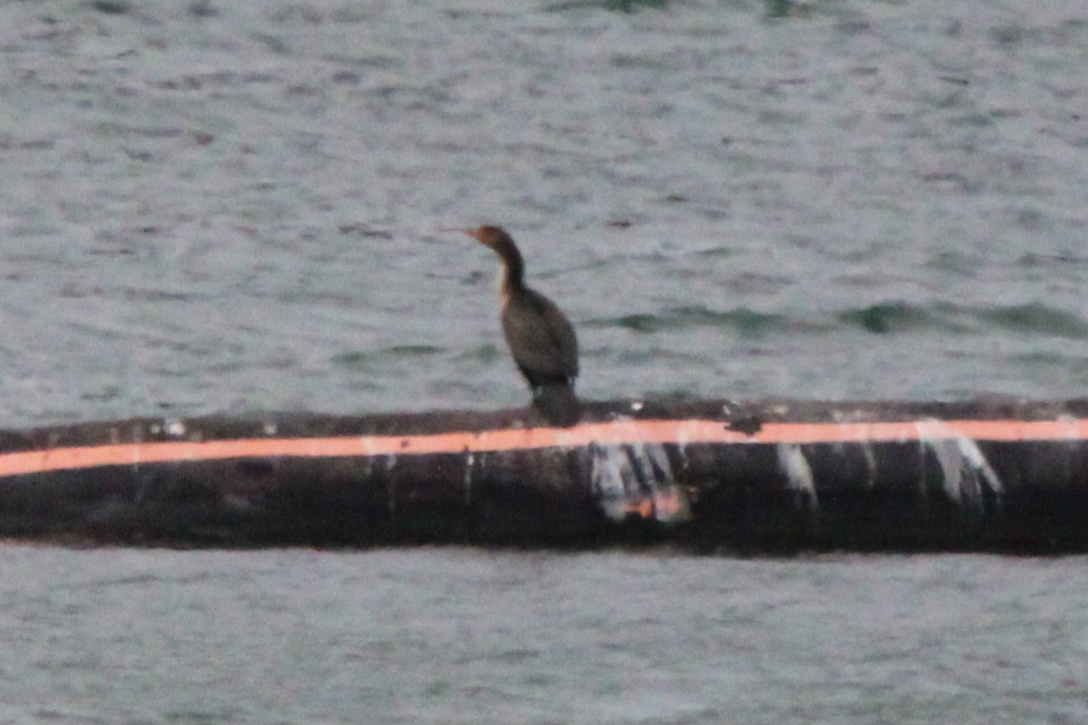 Double-crested Cormorant - ML646055381