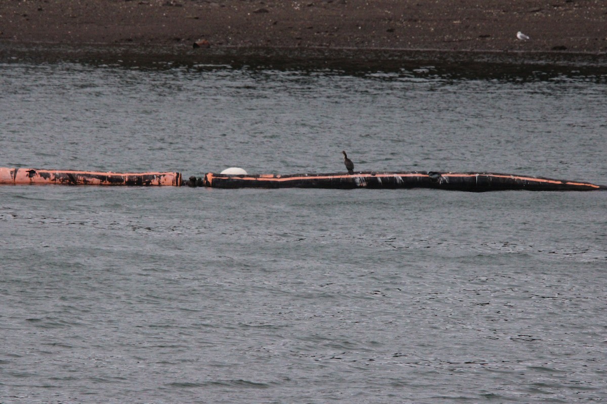 Double-crested Cormorant - ML646055382