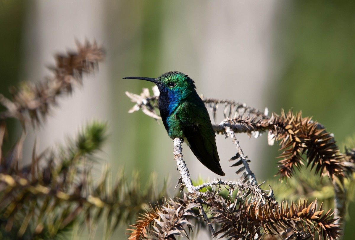 kolibřík tropický - ML646055383