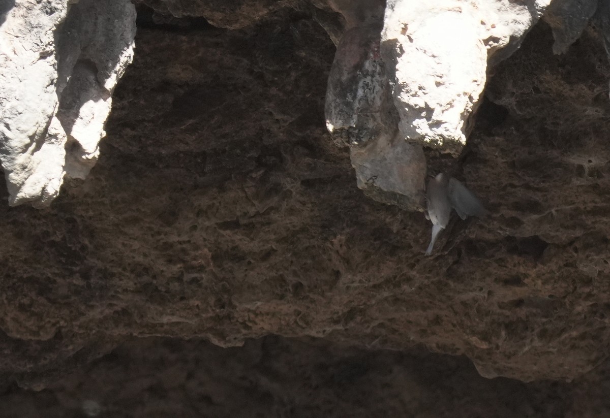 Arabian Grosbeak - ML646055385