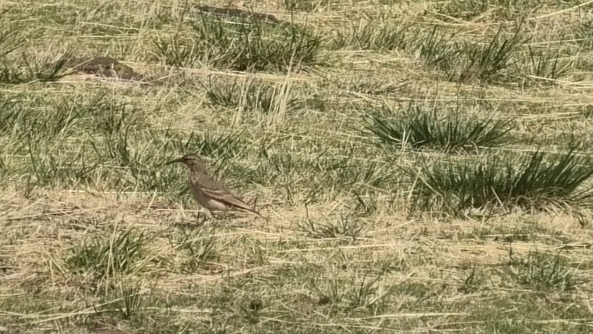 Slender-billed Miner - ML646055404