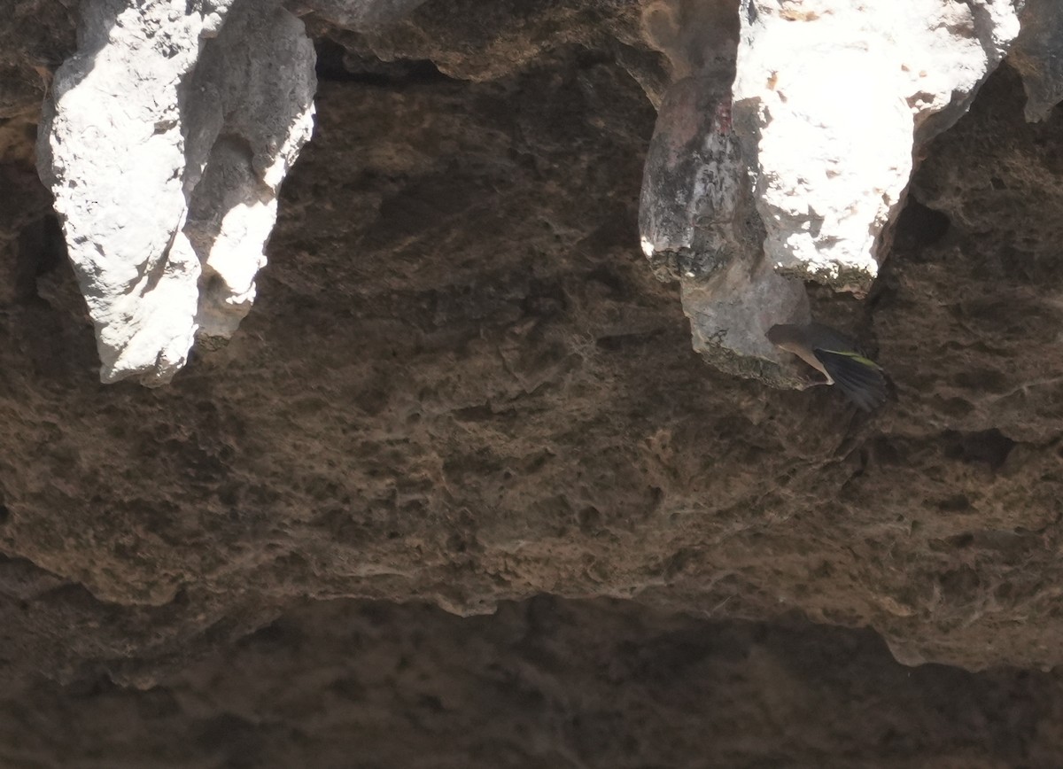 Arabian Grosbeak - ML646055406