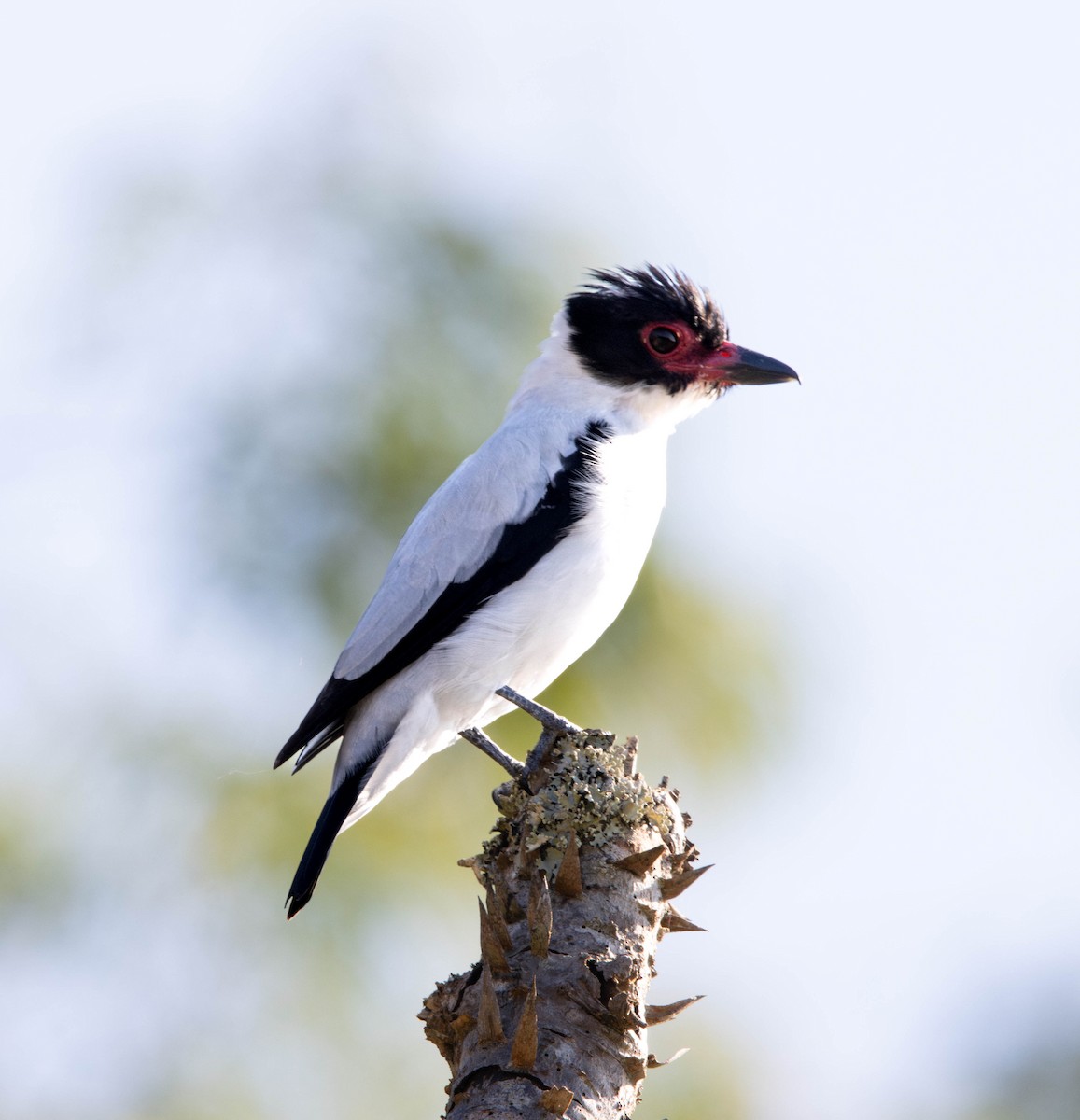 Black-tailed Tityra - ML646055409