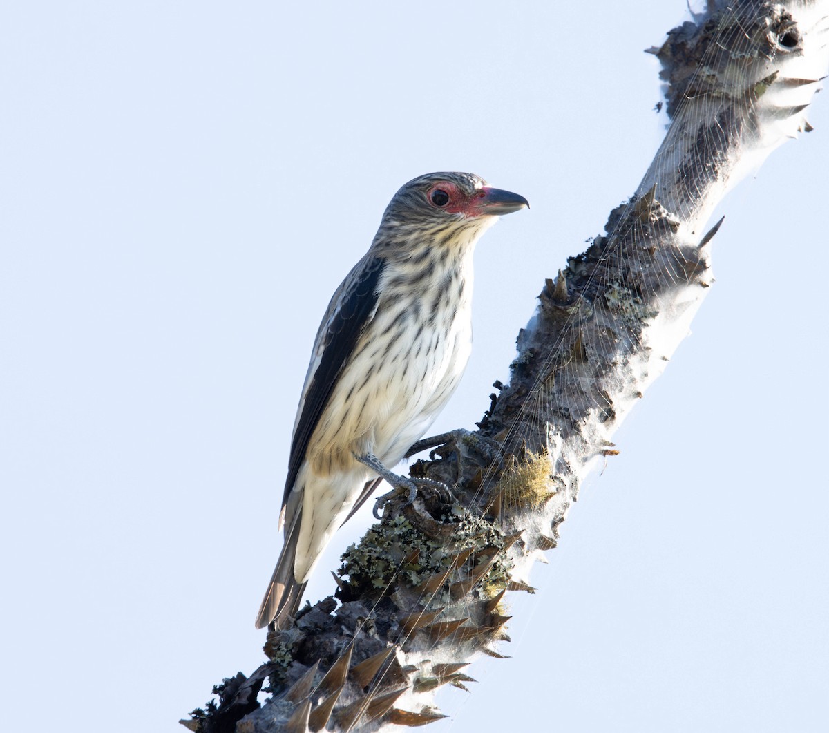 Black-tailed Tityra - ML646055410