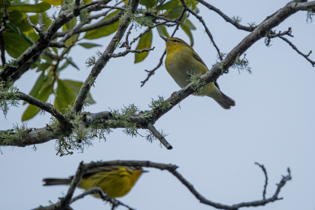 Tennessee Warbler - ML646055411