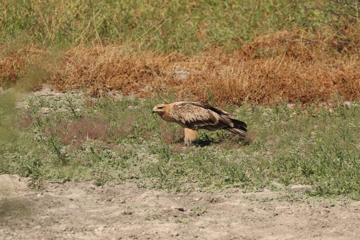 Aigle ravisseur - ML646055414