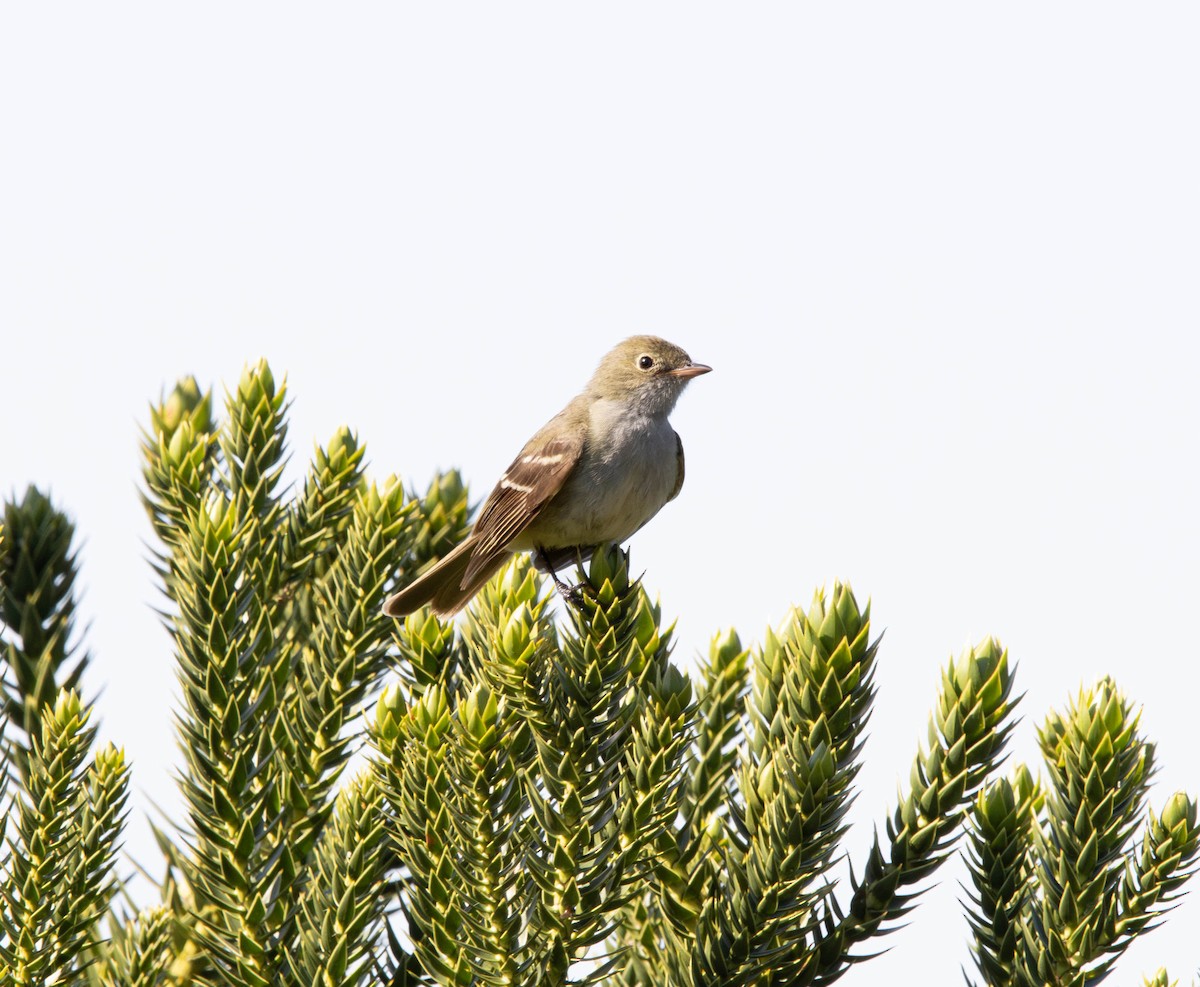 Small-billed Elaenia - ML646055417