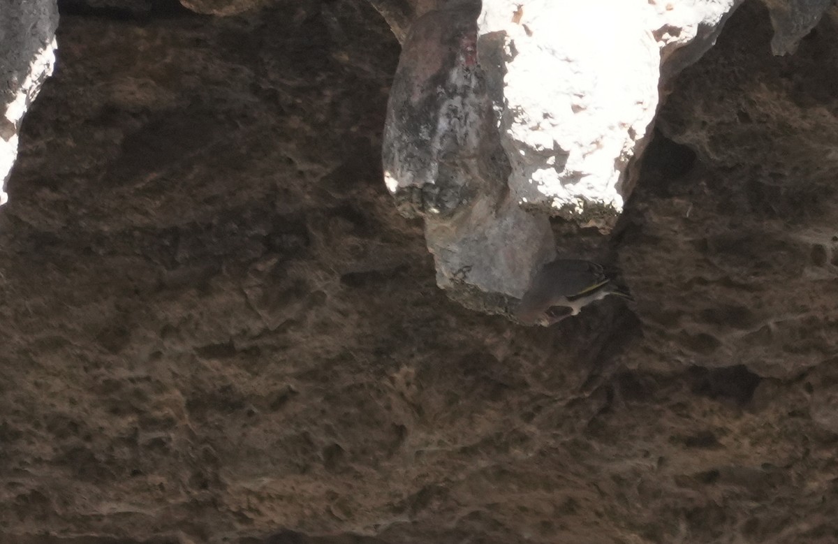 Arabian Grosbeak - ML646055418