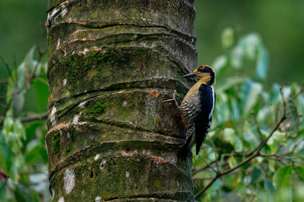 Golden-naped Woodpecker - ML646055421