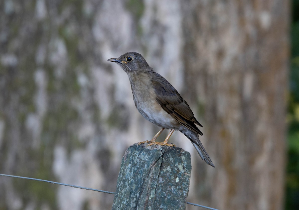 drozd žlutonohý - ML646055425