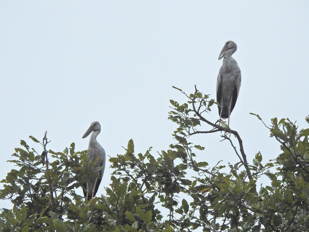 Asian Openbill - ML646055430