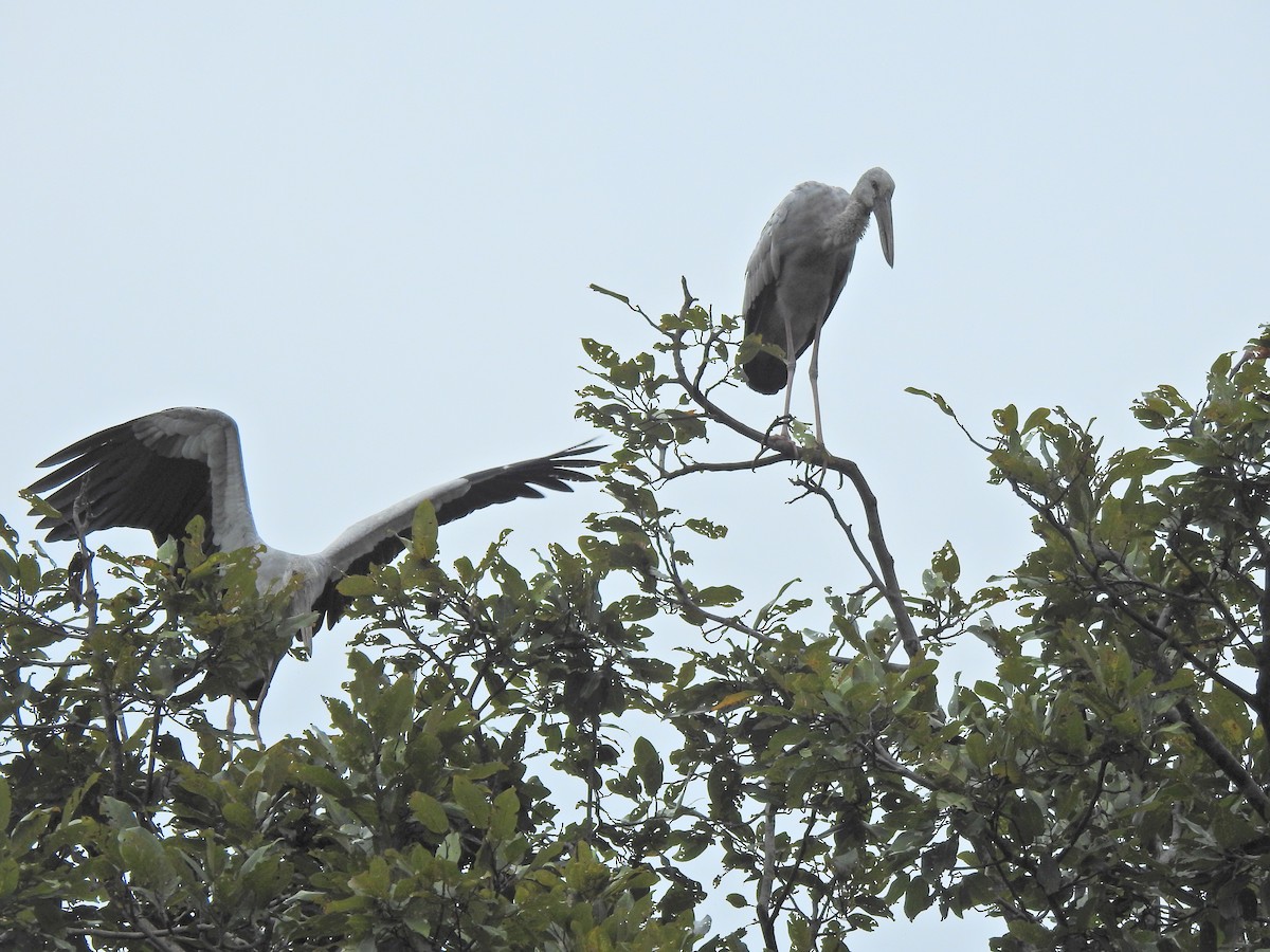 Asian Openbill - ML646055432