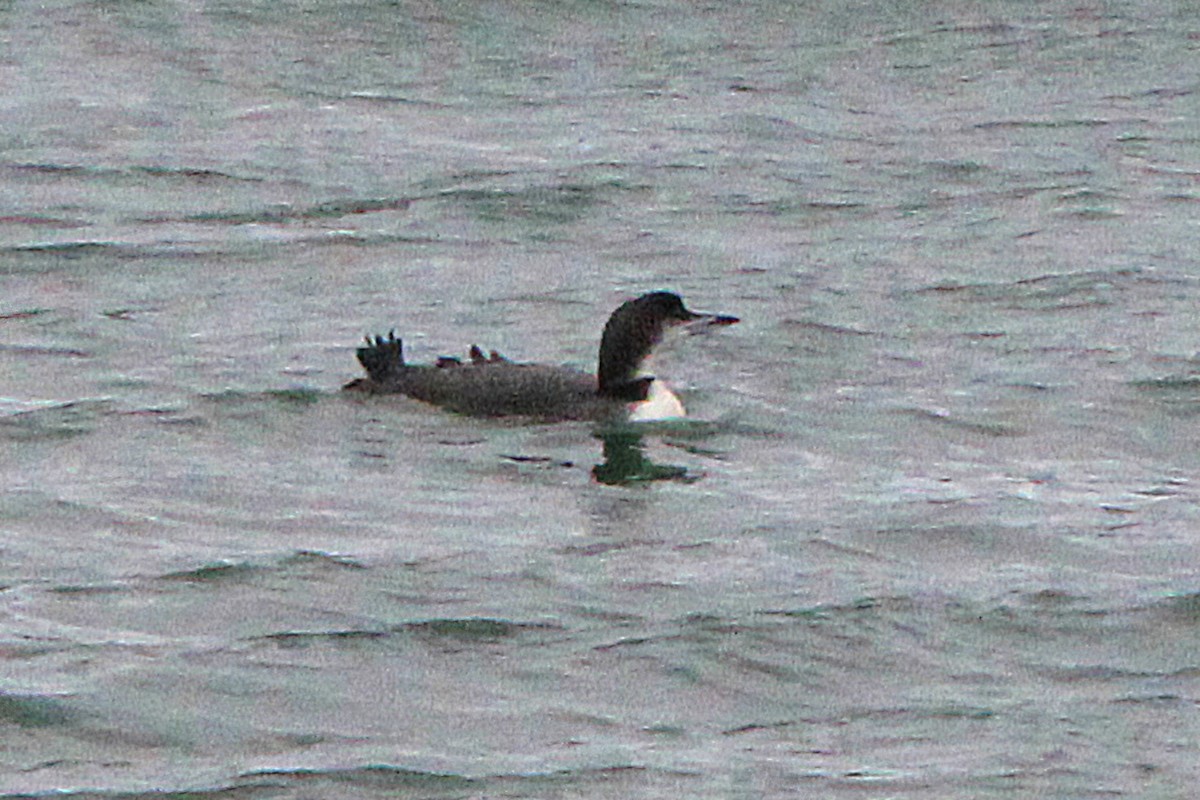 Common Loon - ML646055437