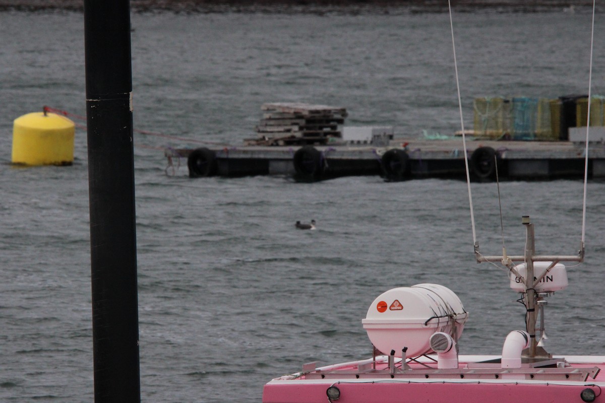 Common Loon - ML646055438