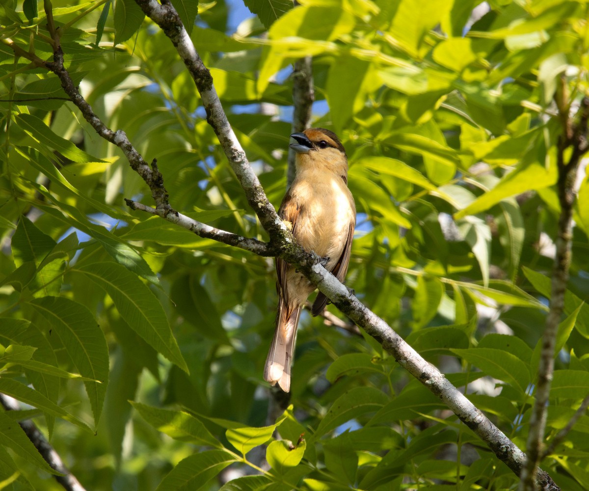 bruntanagar - ML646055440