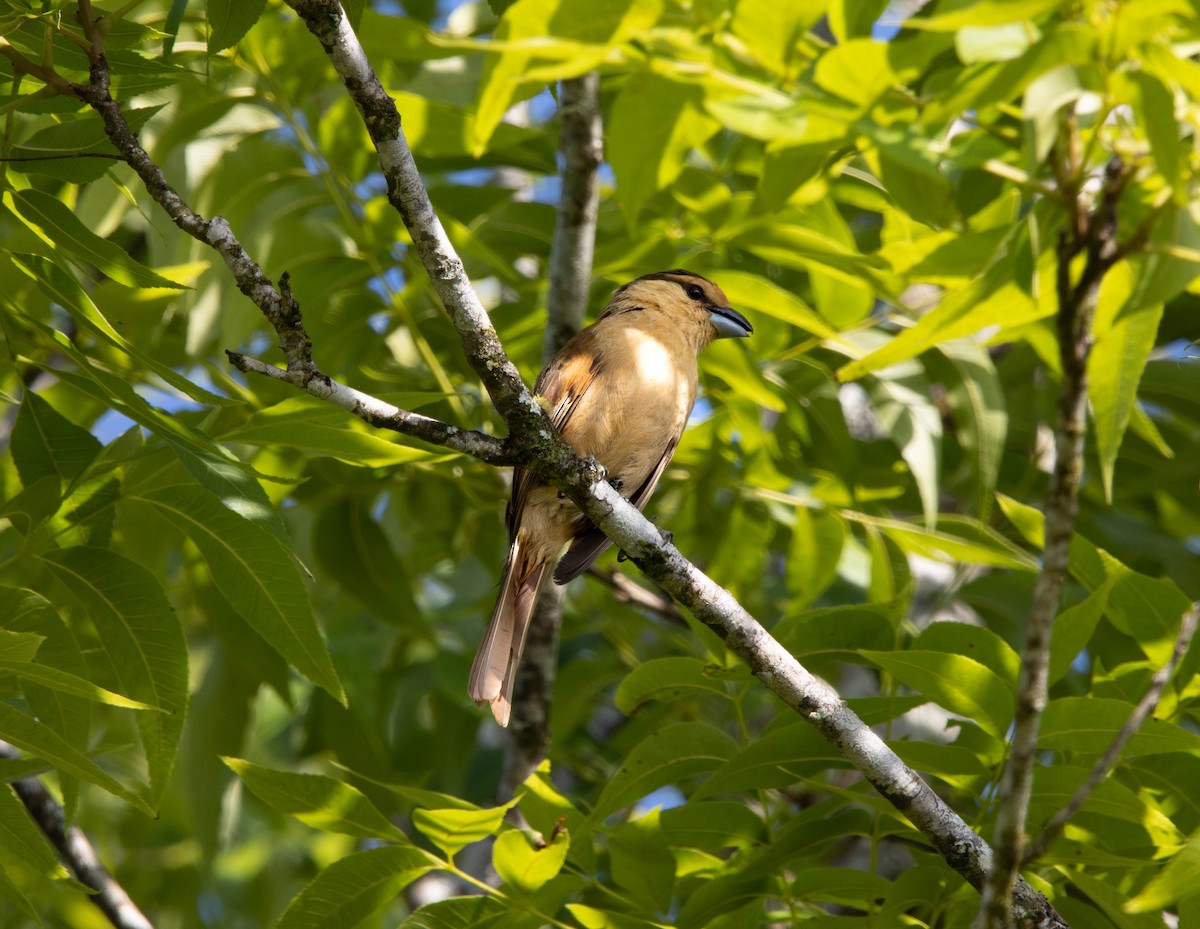 bruntanagar - ML646055441