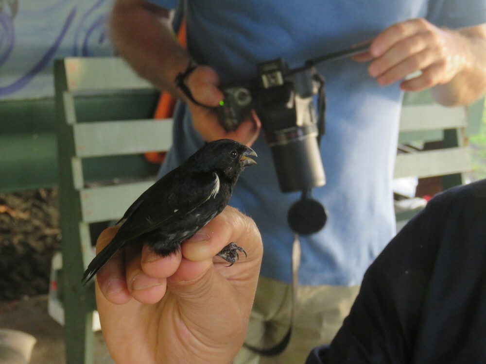 Variable Seedeater - ML646055450