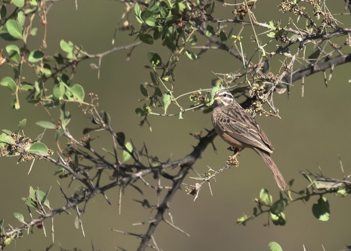 Cinnamon-breasted Bunting - ML646055453
