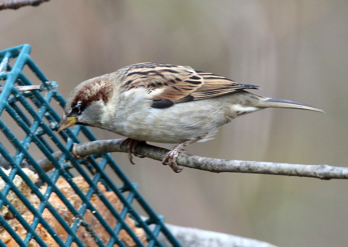Gorrión Común - ML646055454