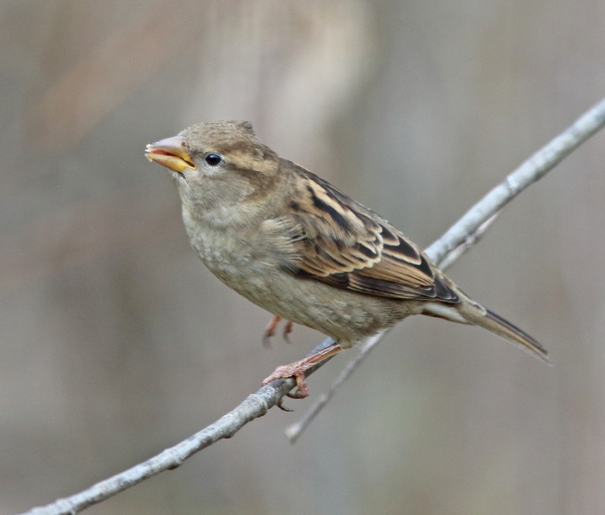 Gorrión Común - ML646055455