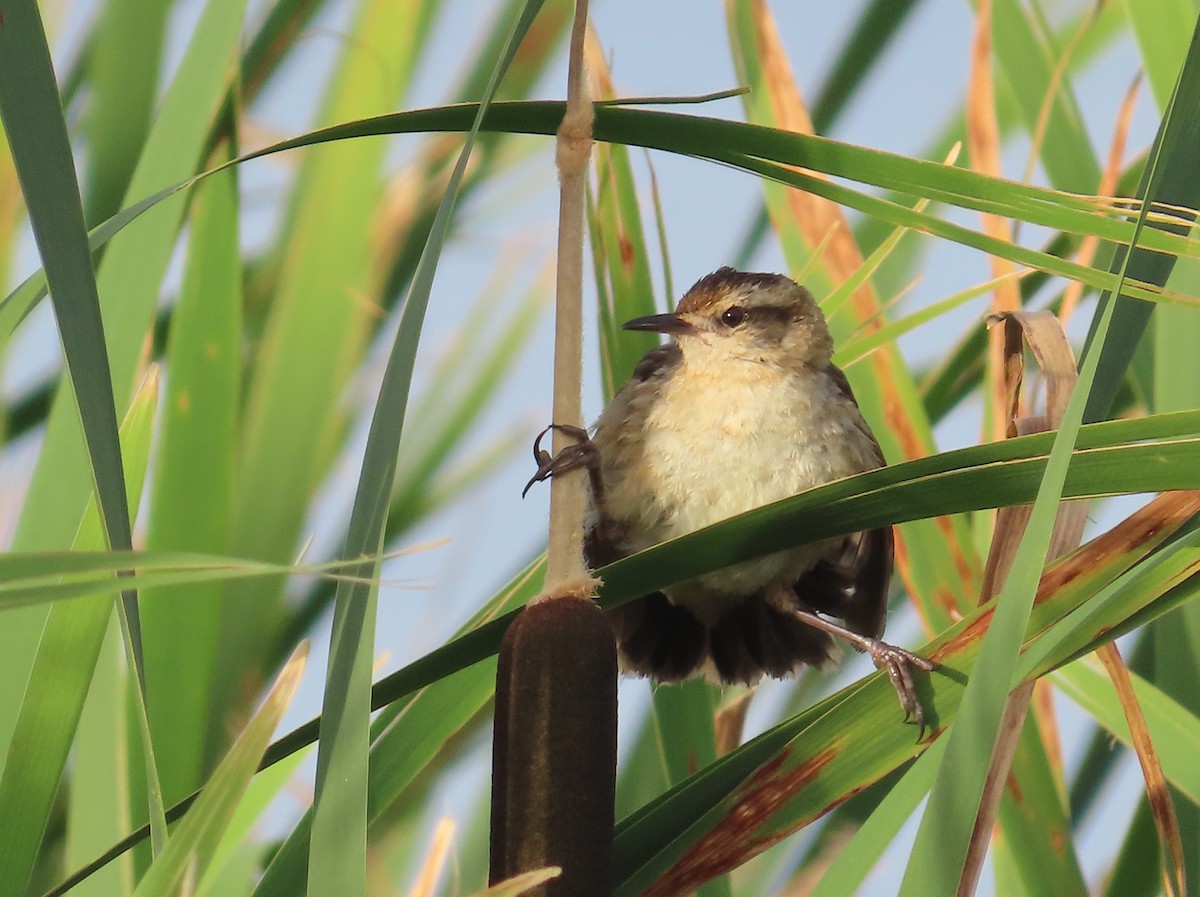 Junquero troglodyte - ML646055482