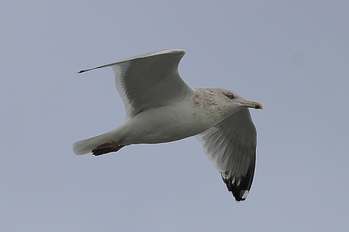 American Herring Gull - ML646055484