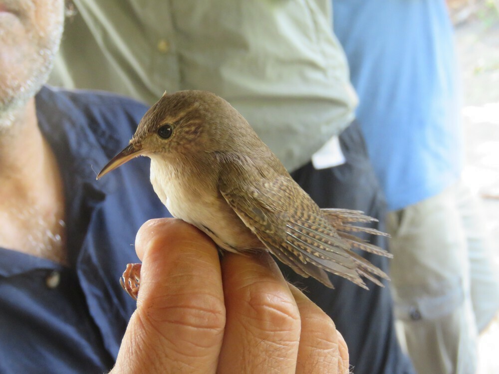 Southern House Wren - ML646055496
