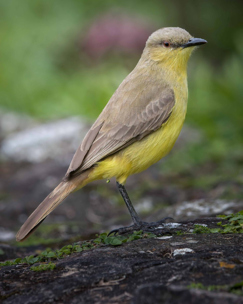 Cattle Tyrant - ML646055497