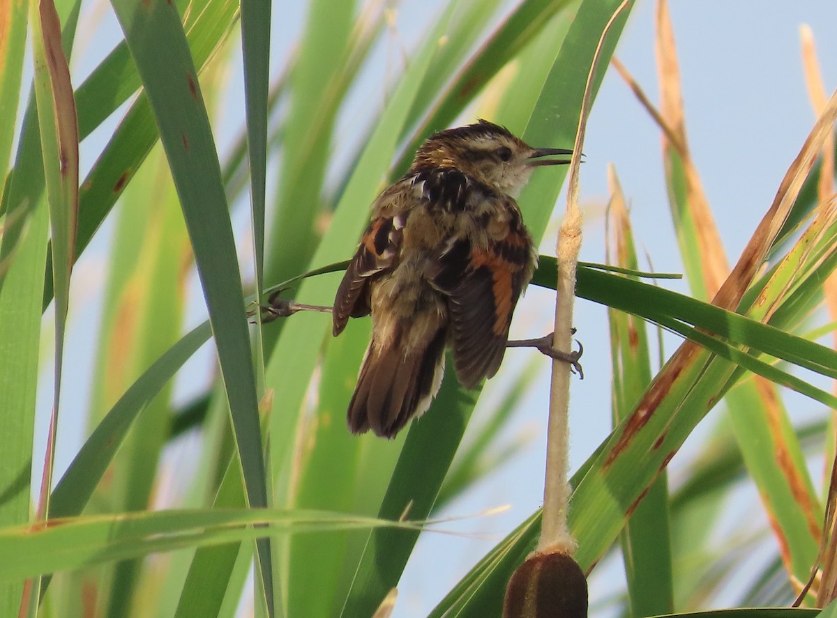 Junquero troglodyte - ML646055516