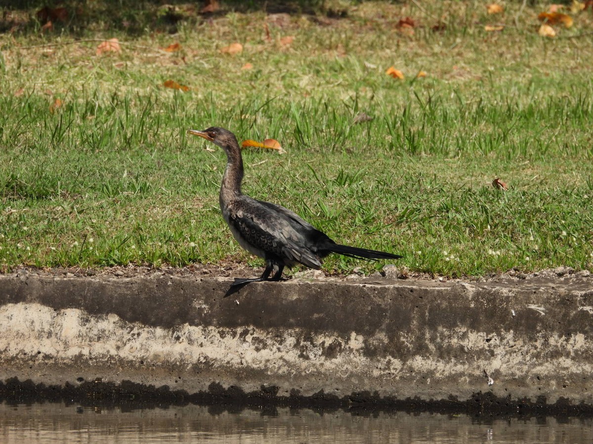 Riedscharbe - ML646055519