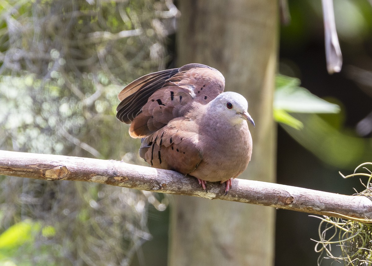 Ruddy Ground Dove - ML646055523