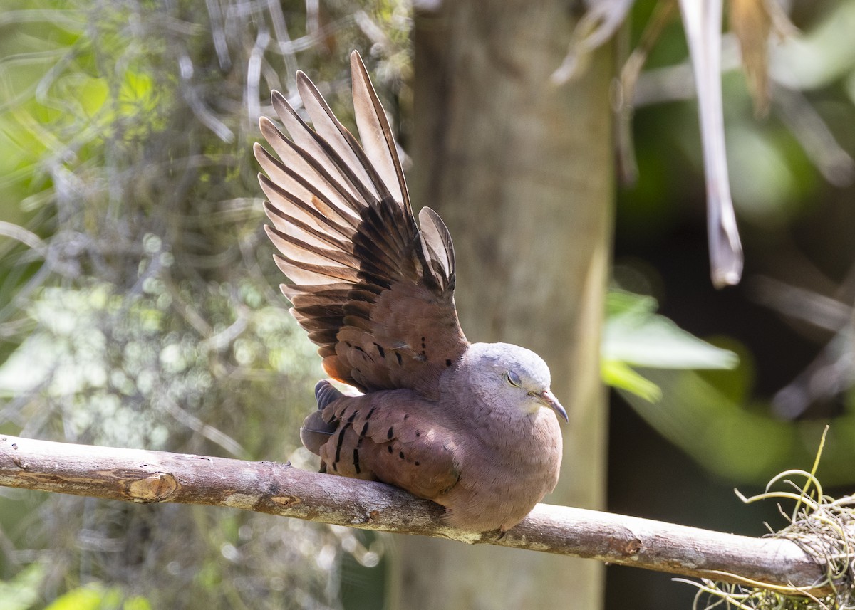Ruddy Ground Dove - ML646055524