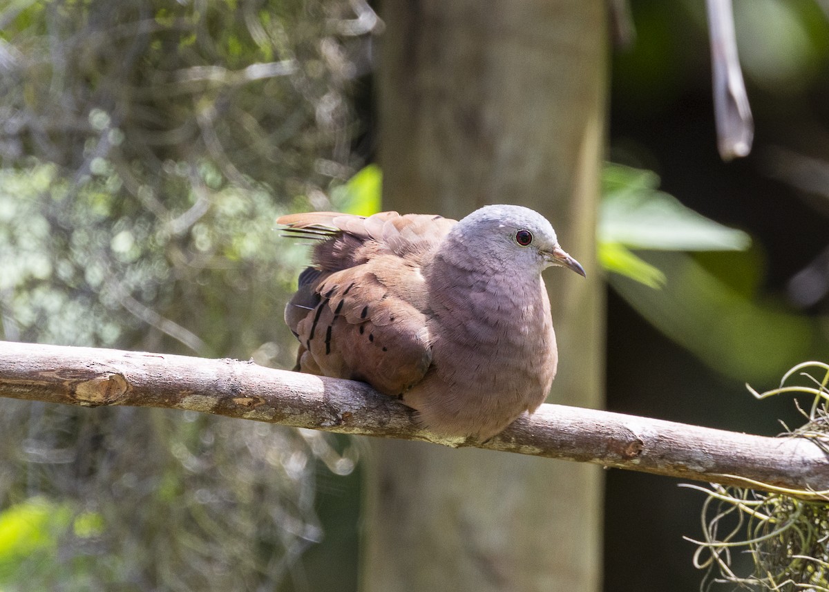 Ruddy Ground Dove - ML646055525