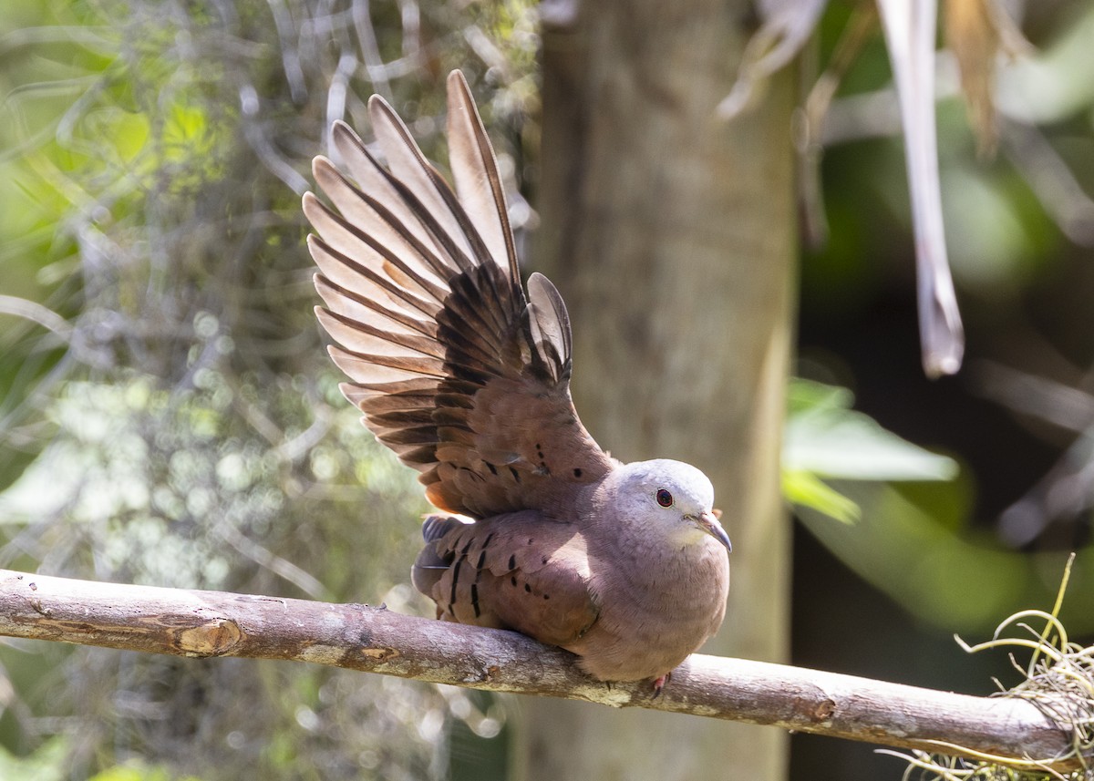 Ruddy Ground Dove - ML646055526